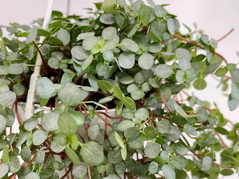 Pilea Glaucophylla Cv. Greyzy | Pilea | Urticaceae
