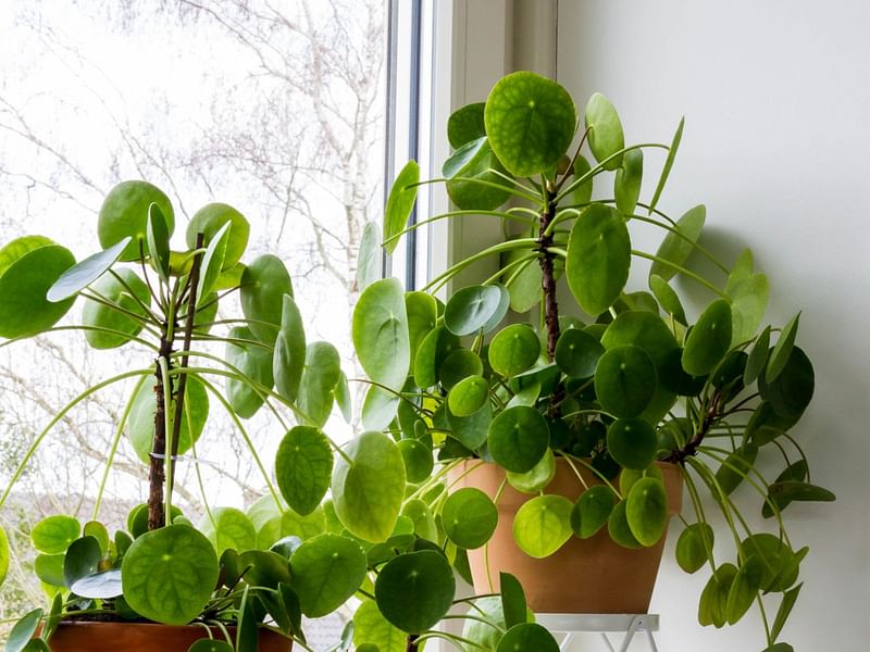 Pilea Peperomioides | Pilea | Urticaceae