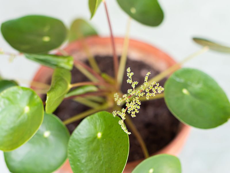 Pilea | Urticaceae