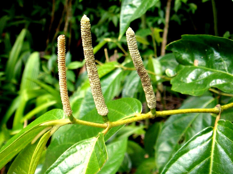Piper Nigrum Inflorescence | Piper | Piperaceae