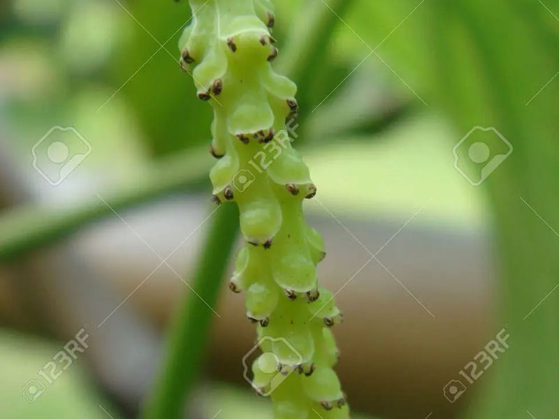 Piper Nigrum Inflorescence | Piper | Piperaceae