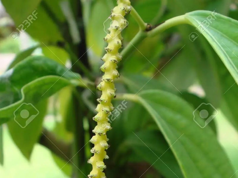 Piper Nigrum Inflorescence | Piper | Piperaceae