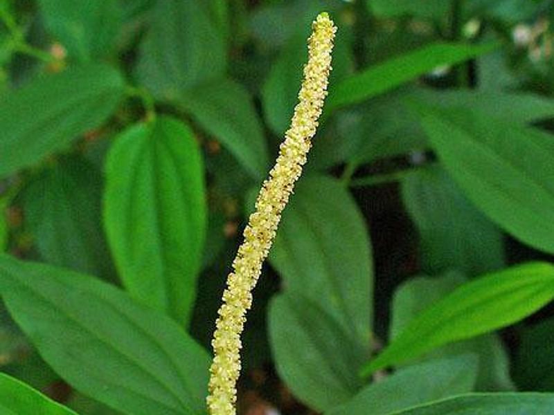 Piper Nigrum Inflorescence | Piper | Piperaceae