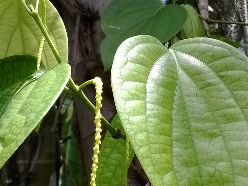Piper Nigrum Inflorescence | Piper | Piperaceae