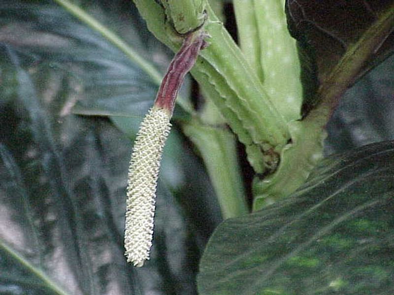 Piper Nigrum Inflorescence | Piper | Piperaceae