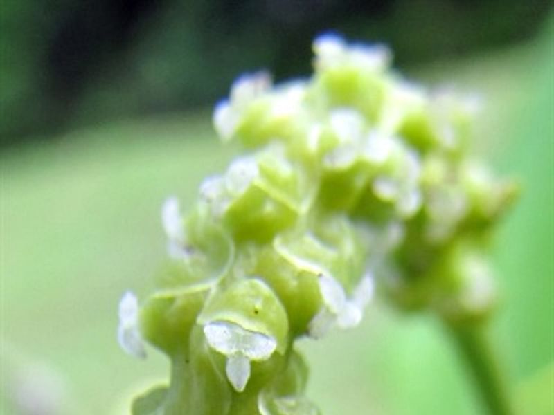 Piper Nigrum Inflorescence | Piper | Piperaceae