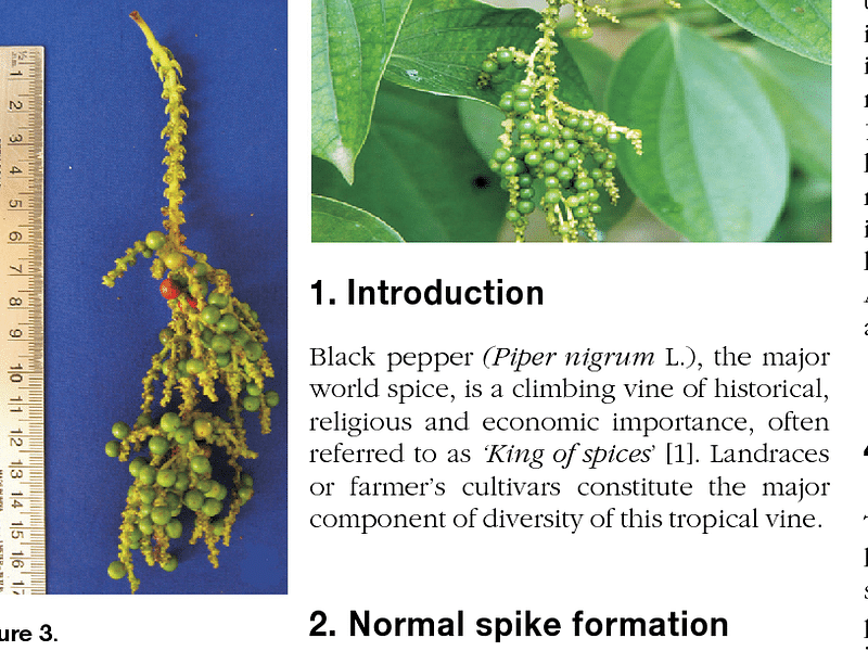 Piper Nigrum Inflorescence | Piper | Piperaceae