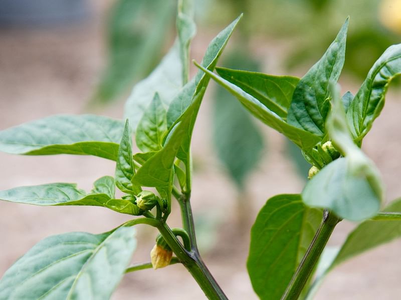 Piper | Piperaceae
