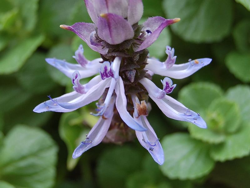 Plectranthus Caninus (Syn. Coleus Canina) | Lamiaceae