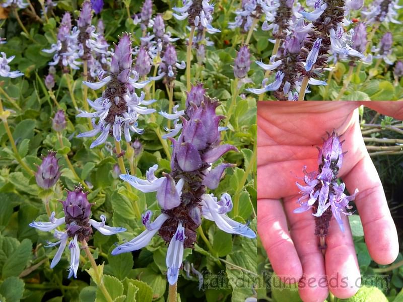 Plectranthus Caninus (Syn. Coleus Canina) | Lamiaceae