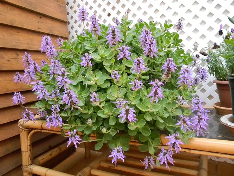 Plectranthus Caninus (Syn. Coleus Canina) | Lamiaceae