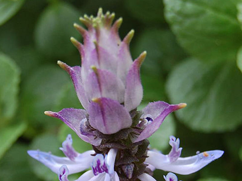Plectranthus Caninus (Syn. Coleus Canina) | Lamiaceae