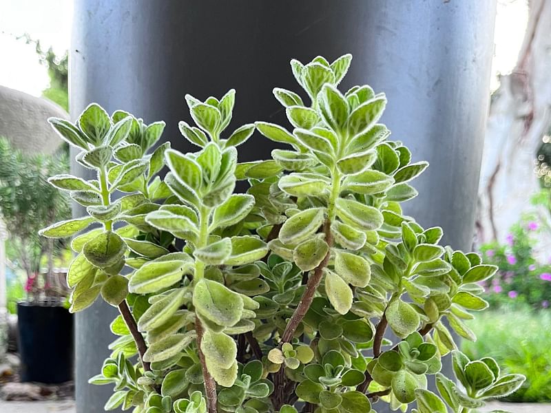 Plectranthus Caninus (Syn. Coleus Canina) | Lamiaceae