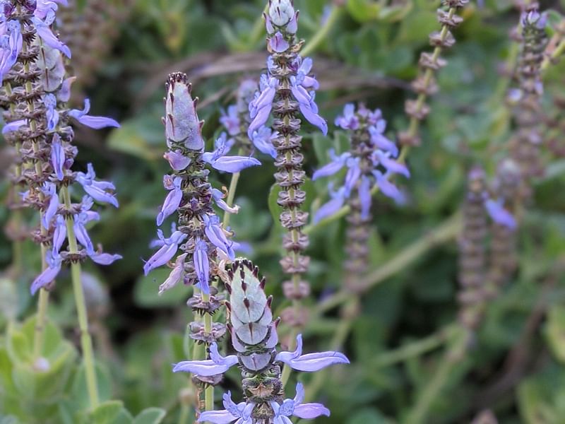 Plectranthus Caninus (Syn. Coleus Canina) | Lamiaceae