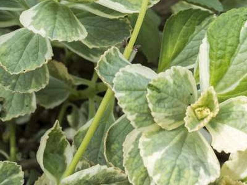 Plectranthus Caninus (Syn. Coleus Canina) | Lamiaceae
