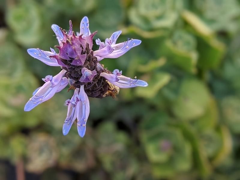 Plectranthus Caninus (Syn. Coleus Canina) | Lamiaceae