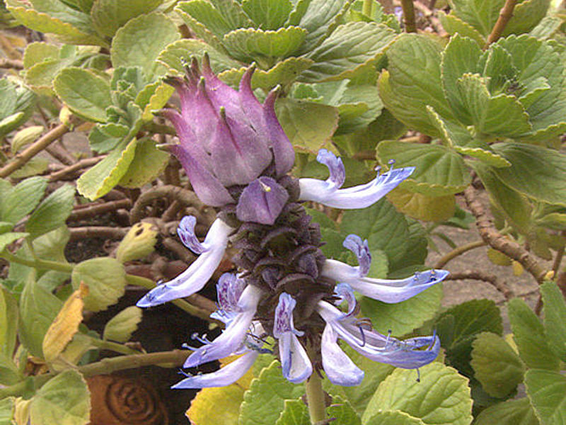 Plectranthus Caninus (Syn. Coleus Canina) | Lamiaceae