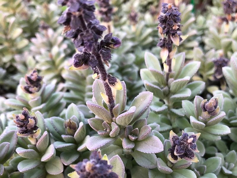 Plectranthus Coerulescens | Lamiaceae