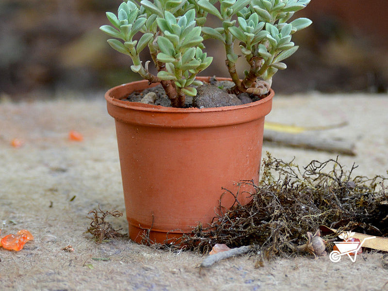 Plectranthus Coerulescens | Lamiaceae