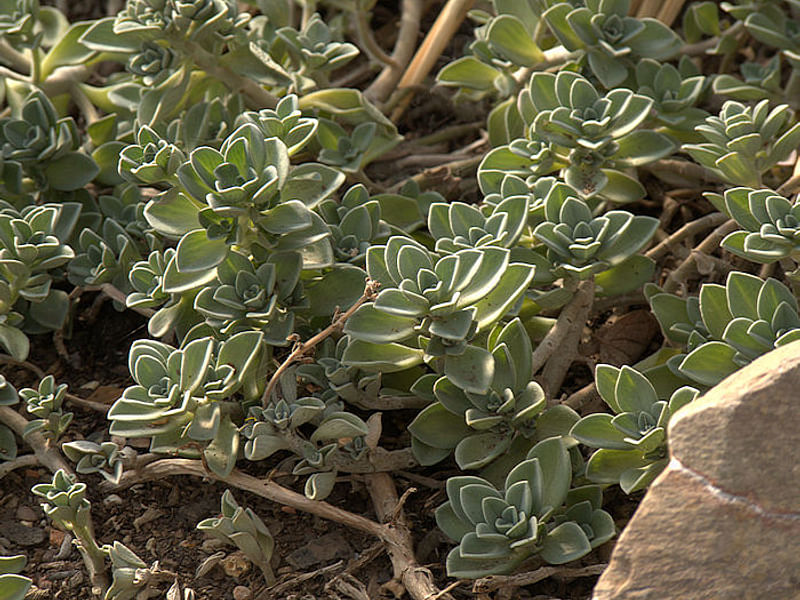 Plectranthus Coerulescens | Lamiaceae
