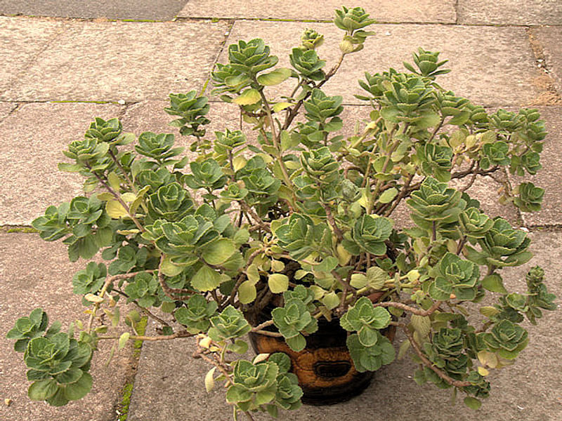 Plectranthus Coerulescens | Lamiaceae