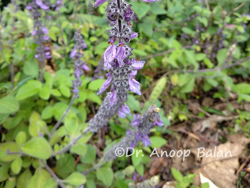 Plectranthus Coerulescens | Lamiaceae
