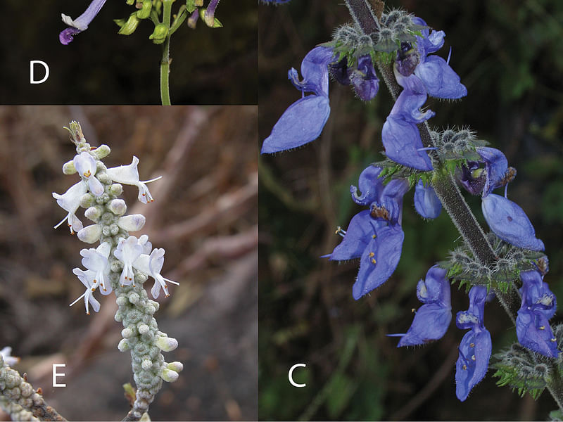 Plectranthus Coerulescens | Lamiaceae