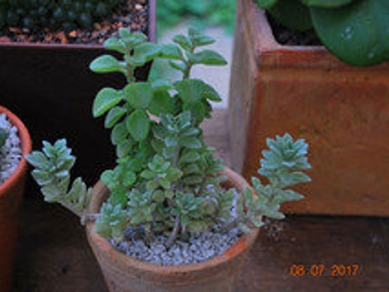 Plectranthus Coerulescens | Lamiaceae