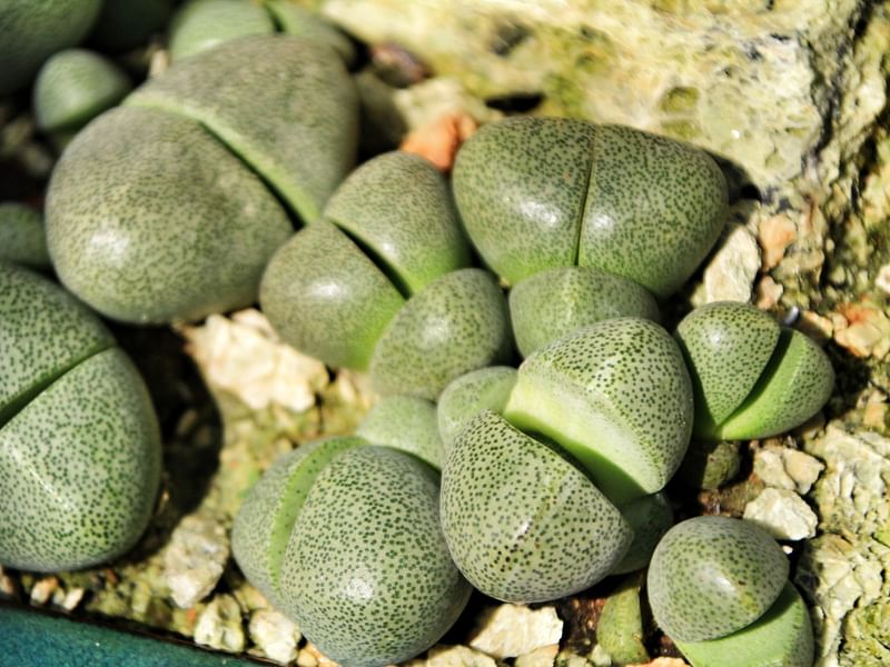 Pleiospilos Nelii | Pleiospilos | Aizoaceae