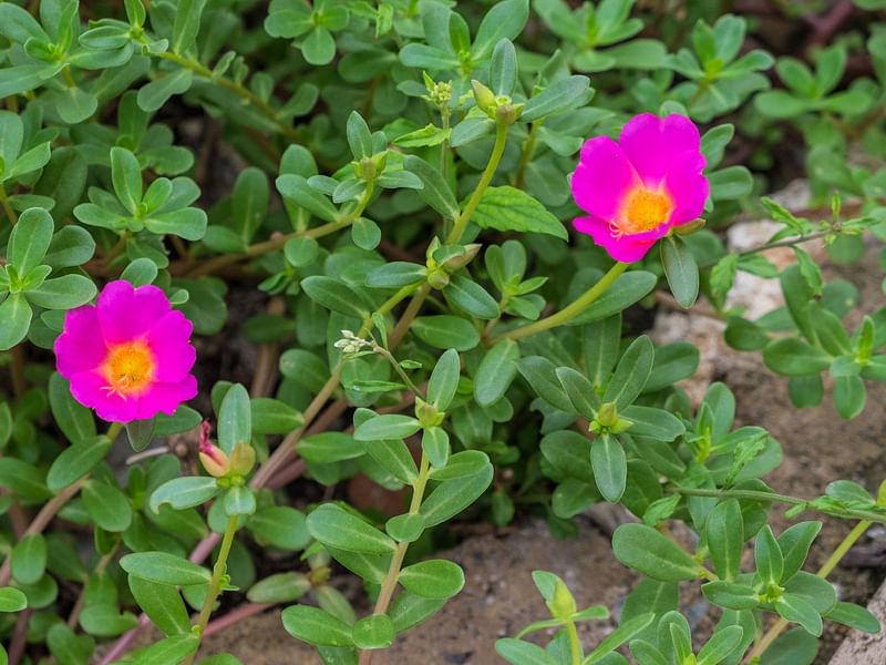Portulaca | Portulacaceae