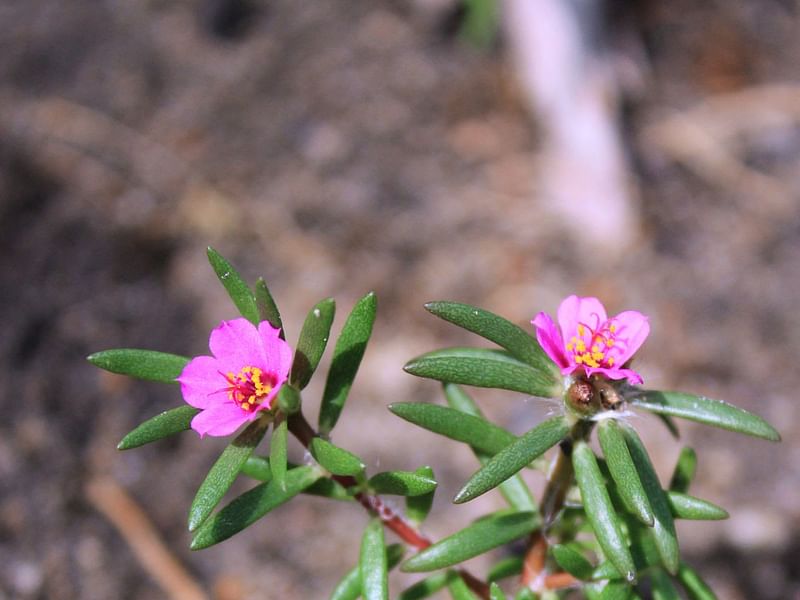 Portulacaceae
