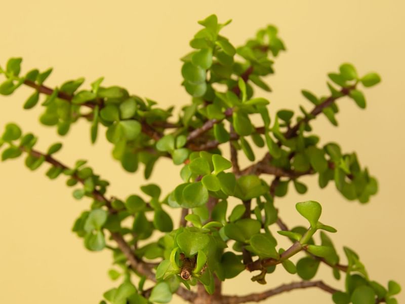 Portulacaria | Didiereaceae
