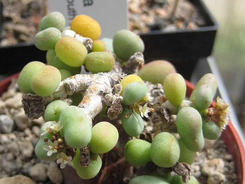 Portulacaria Pygmaea | Portulacaria | Didiereaceae