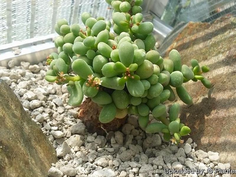 Portulacaria Pygmaea | Portulacaria | Didiereaceae