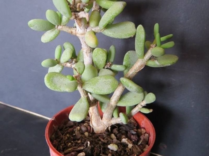 Portulacaria Pygmaea | Portulacaria | Didiereaceae