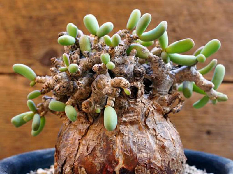 Portulacaria Pygmaea | Portulacaria | Didiereaceae
