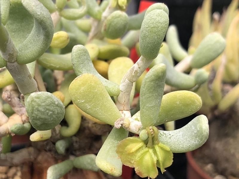 Portulacaria Pygmaea | Portulacaria | Didiereaceae