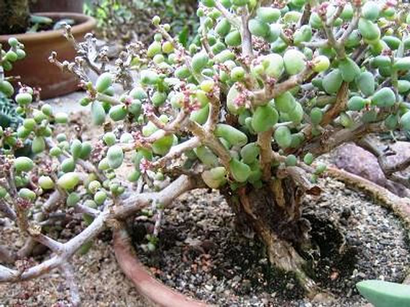 Portulacaria Pygmaea | Portulacaria | Didiereaceae