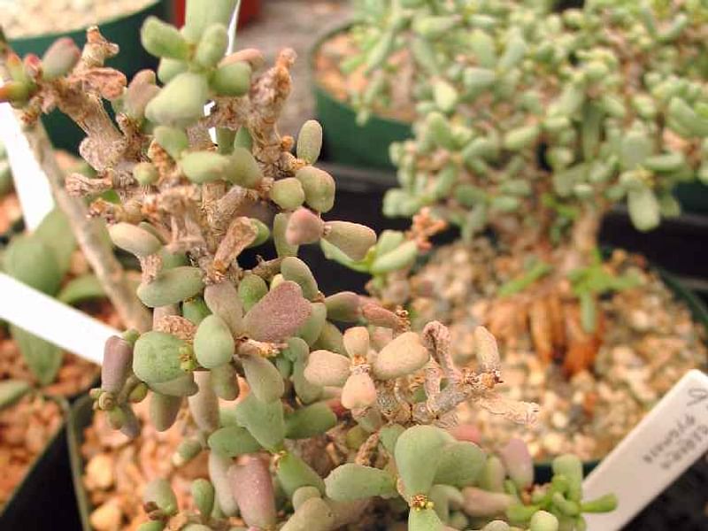 Portulacaria Pygmaea | Portulacaria | Didiereaceae