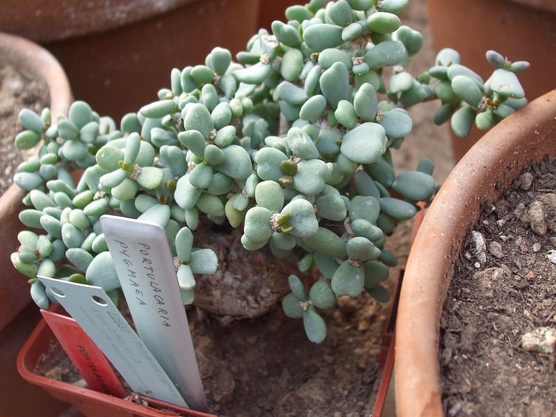Portulacaria Pygmaea | Portulacaria | Didiereaceae