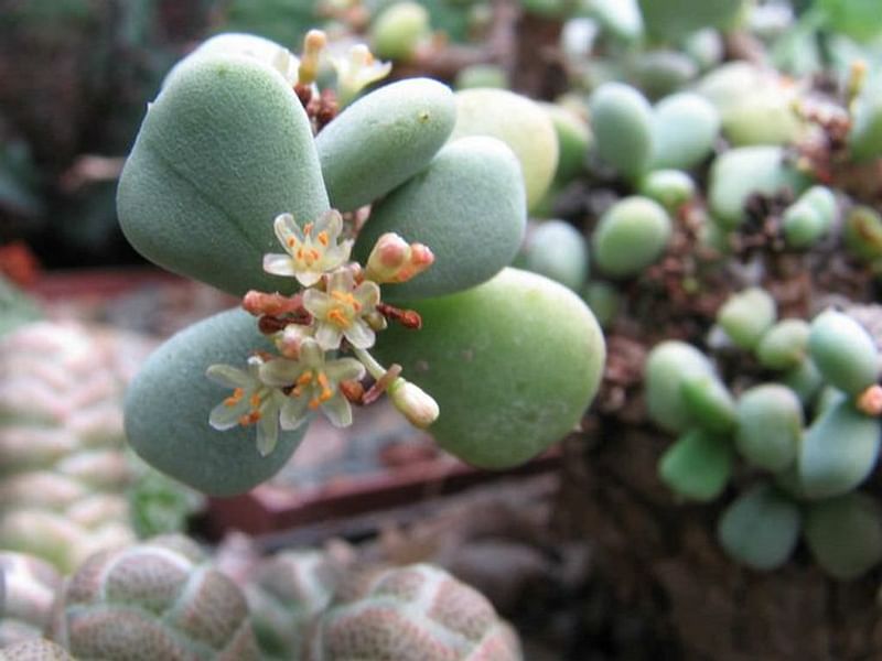 Portulacaria Pygmaea | Portulacaria | Didiereaceae
