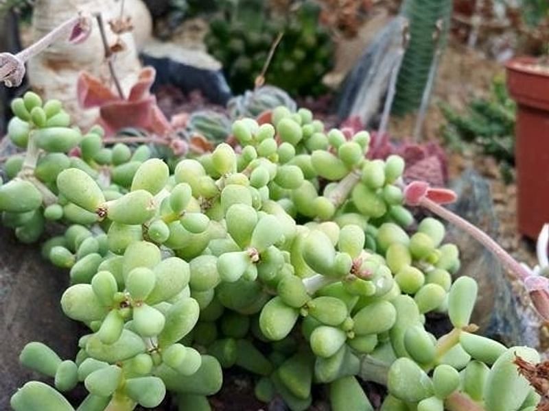 Portulacaria Pygmaea | Portulacaria | Didiereaceae