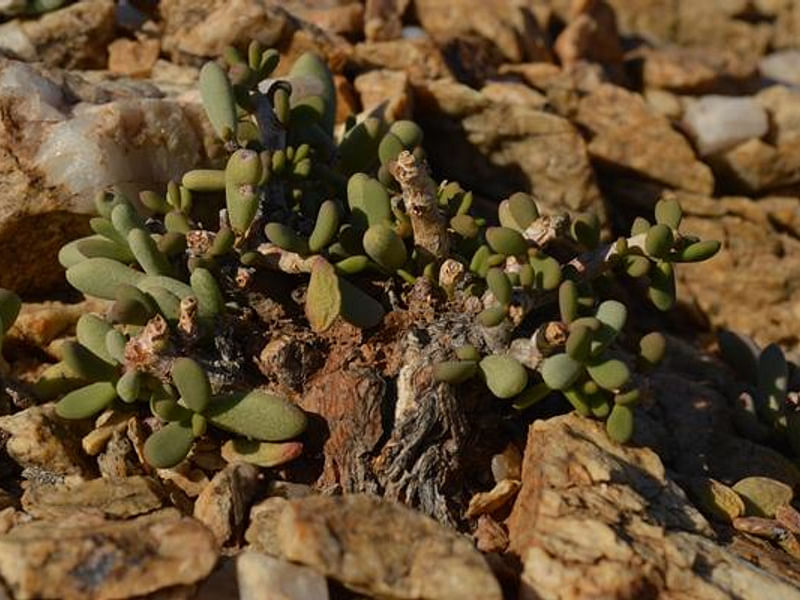 Portulacaria Pygmaea | Portulacaria | Didiereaceae