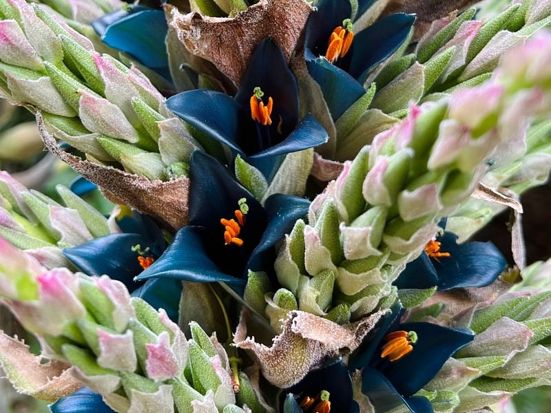 Puya Alpestris | Bromeliaceae