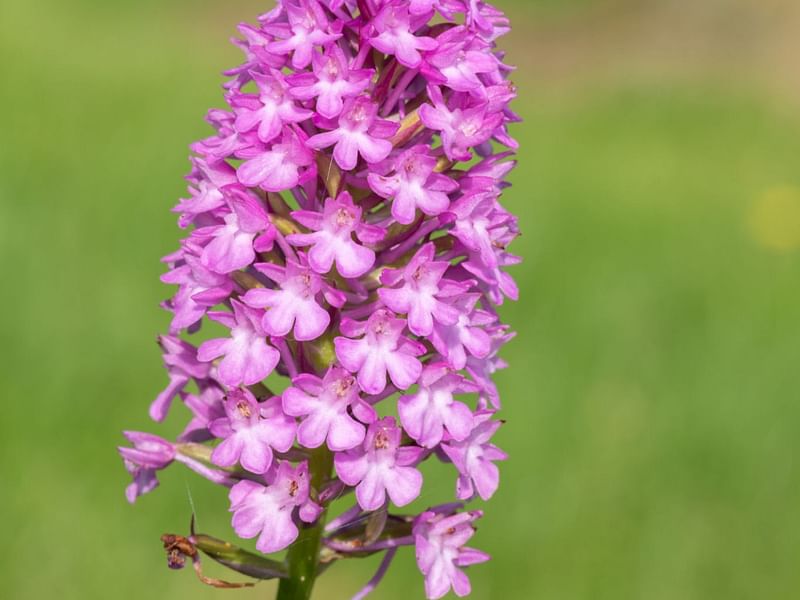 Pyramidal Orchid | Orchidaceae