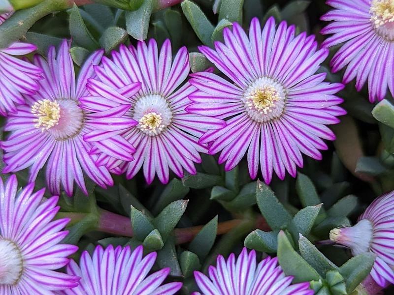 Ruschia | Aizoaceae