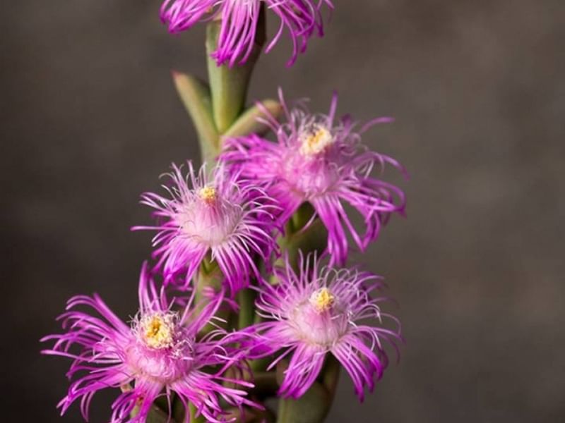 Ruschia Perfoliata | Ruschia | Aizoaceae