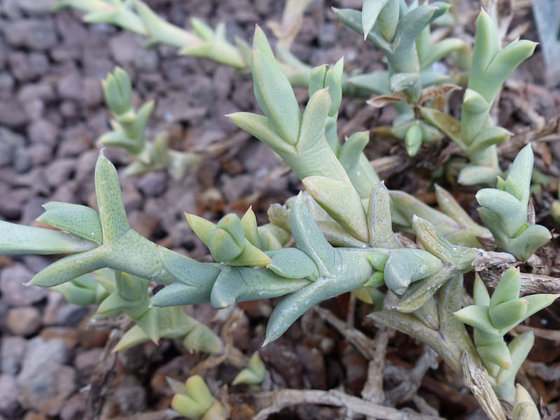 Ruschia Perfoliata | Ruschia | Aizoaceae