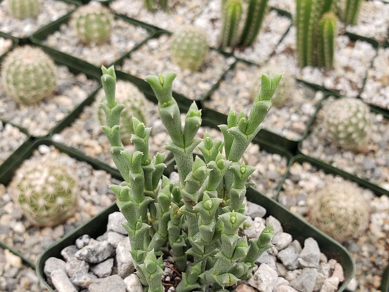 Ruschia Perfoliata | Ruschia | Aizoaceae