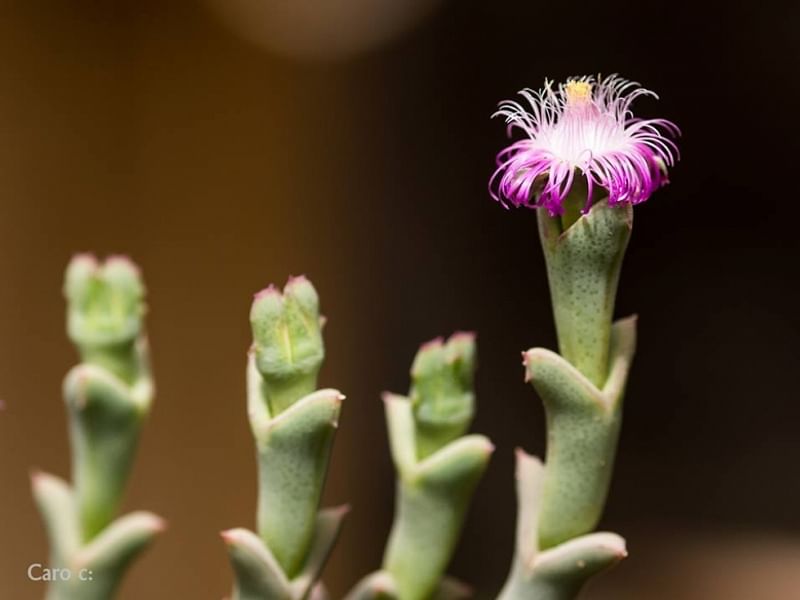 Ruschia Perfoliata | Ruschia | Aizoaceae